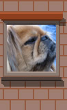 Oct 20: 8 dogs in Williamsburg